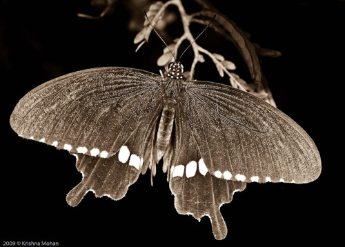 Common Mormon in Sepia