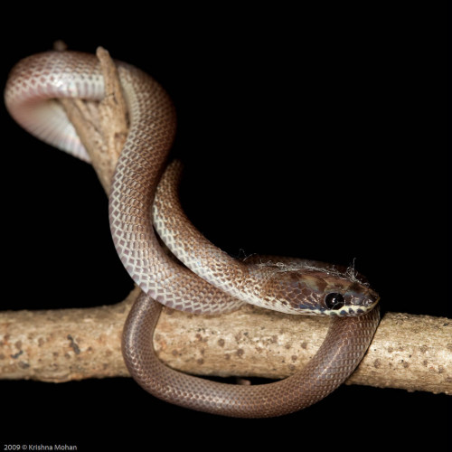 Juvenile Common Wolf Snake