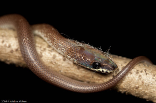 Juvenile Common Wolf Snake Closeup