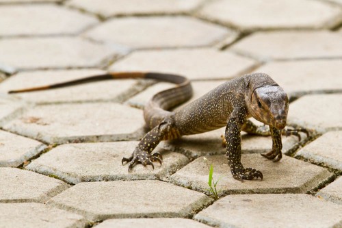 Common Indian Monitor