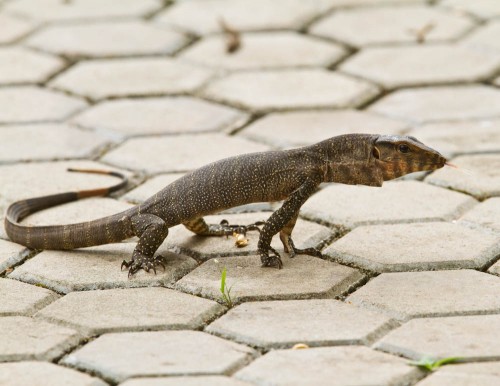 Common Indian Monitor