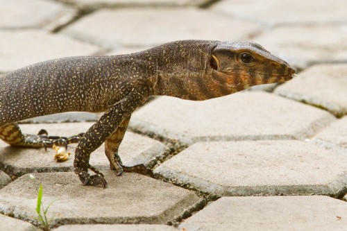 Common Indian Monitor