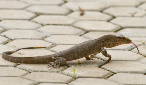 Common Indian Monitor