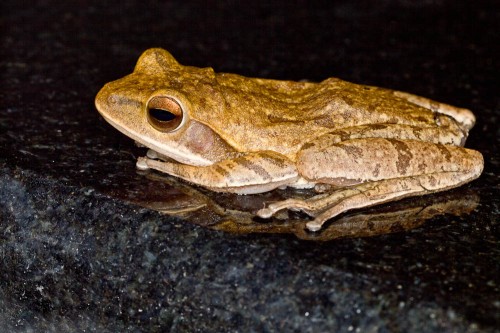 Common Indian Tree Frog