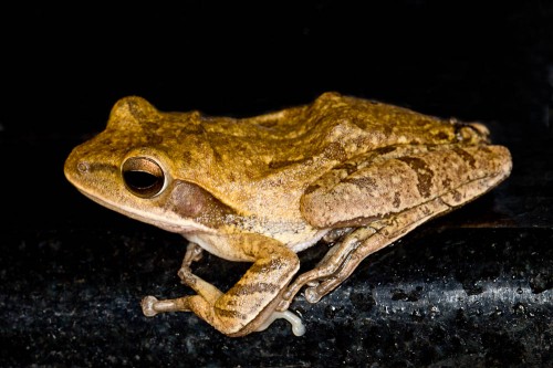 Common Indian Tree Frog