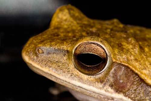 Common Indian Tree Frog Up Close