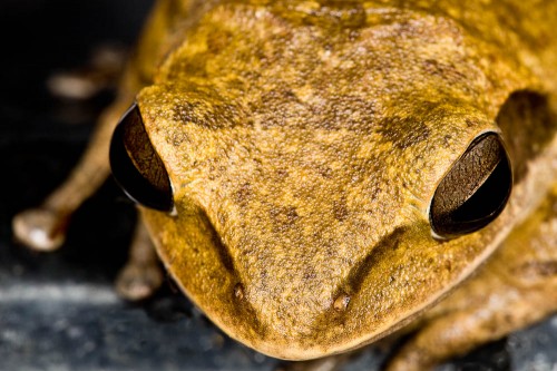 Common Indian Tree Frog Frontal View