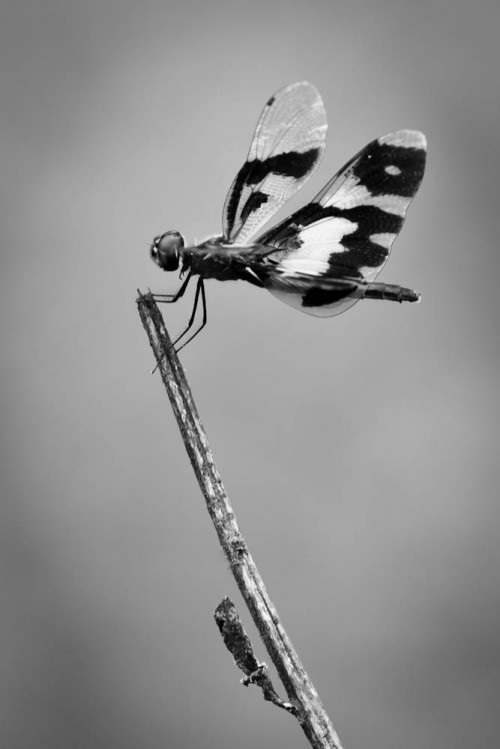 Female Common Picture Wing Dragonfly in B&W