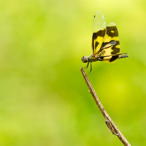 Female Common Picture Wing Dragonfly