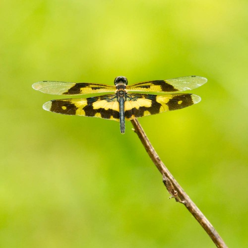 Female Common Picture Wing Dragonfly