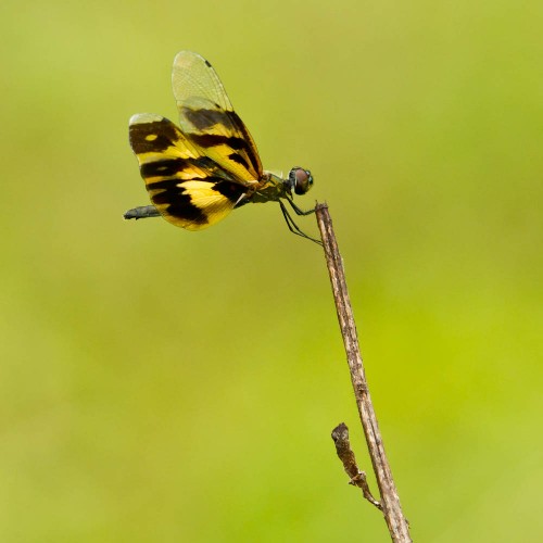 Female Common Picture Wing Dragonfly