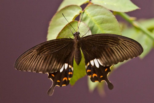 Female Common Mormon - 300mm f/2.8