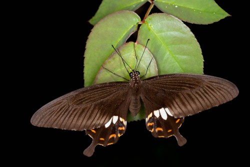 Female Common Mormon - 100mm macro