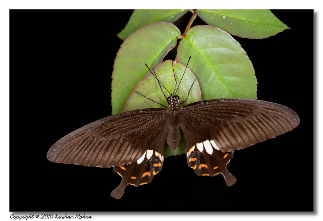 Female Common Mormon - 100mm macro