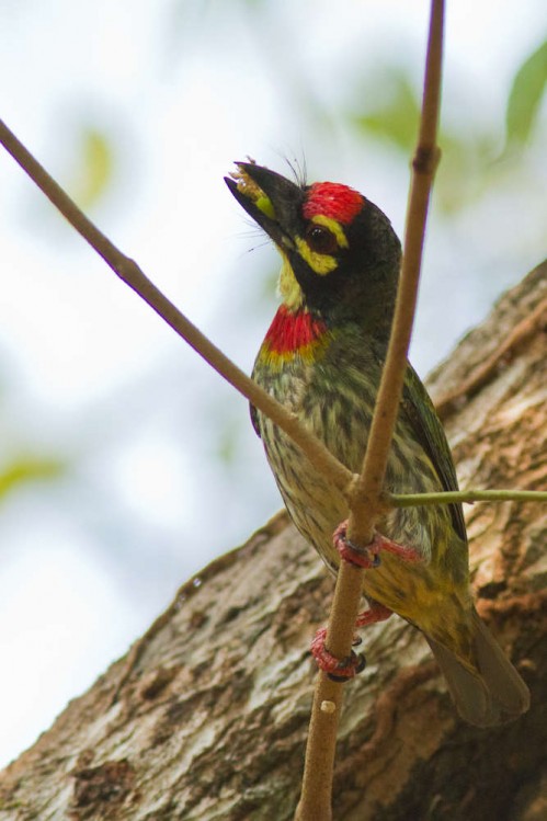 Coppersmith Barbet