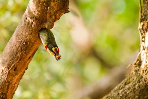 Emerging out of Nest