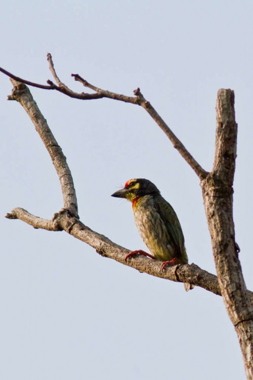 On a Branch