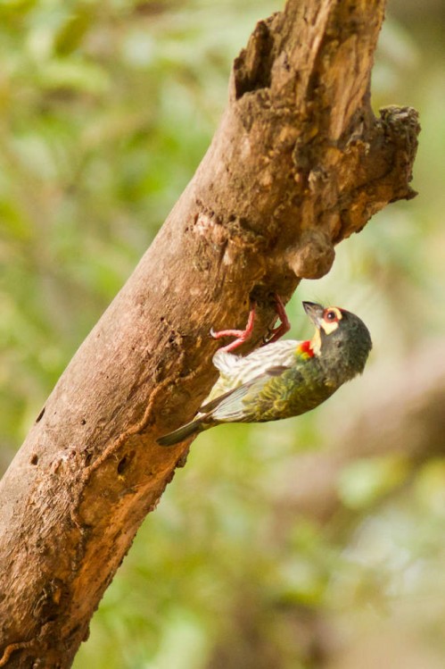 Inspecting nest hole