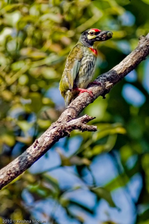 Coppersmith Barbet