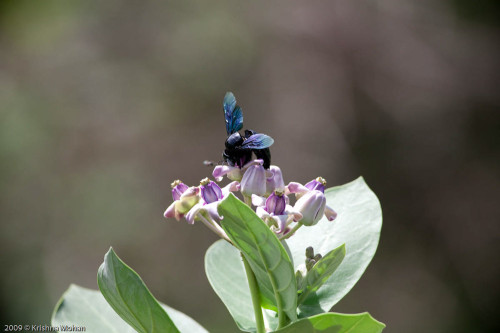 More disturbance by the small bee