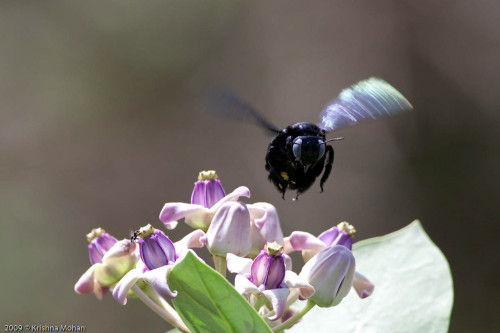 Carpenter bee accepts defeats and abandons