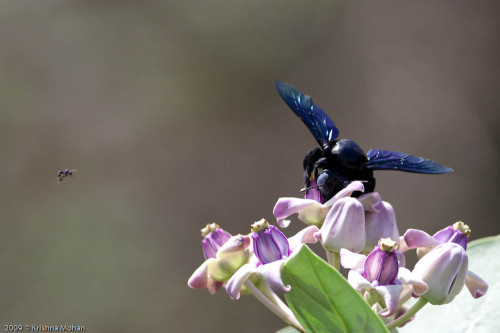 Small bee teasing the Big Carpenter bee