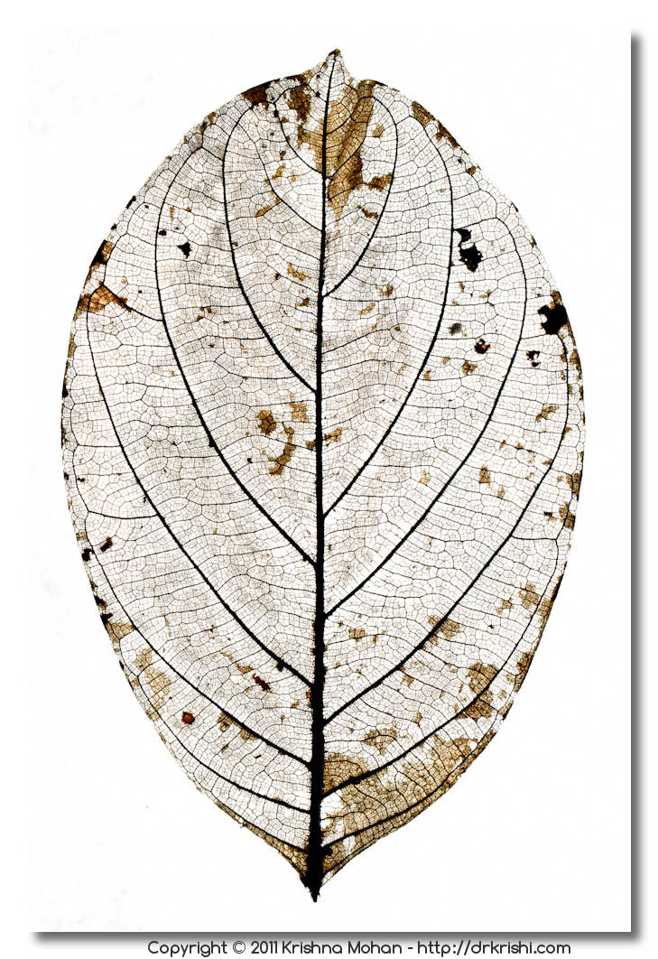 Dry Leaf