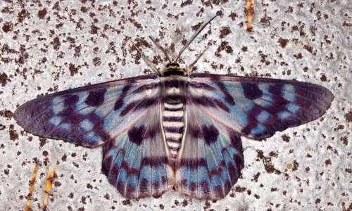 Blue Tiger Moth - Dysphania palmyra