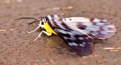 Blue Tiger Moth - Dysphania palmyra