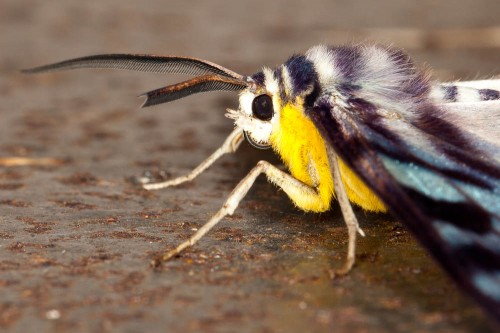 Blue Tiger Moth - Dysphania palmyra