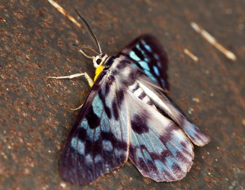 Blue Tiger Moth - Dysphania palmyra