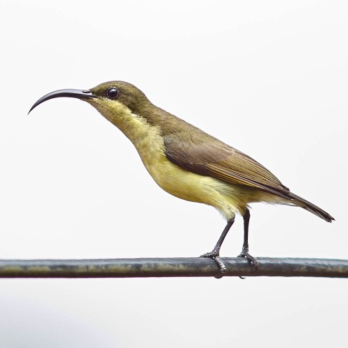 Female Loten's Sunbird