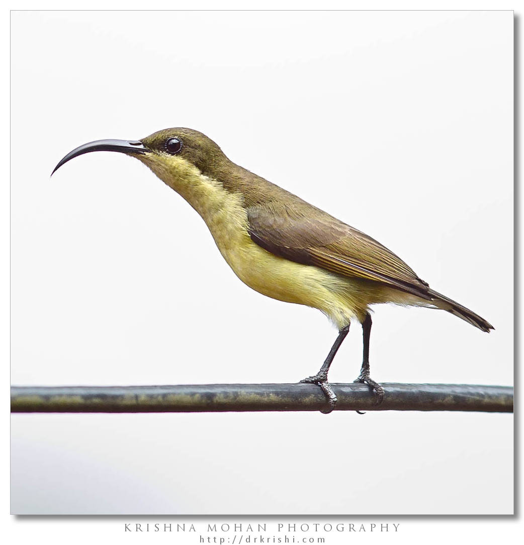 Female Loten's Sunbird