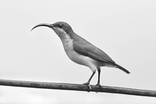 Female Loten's Sunbird