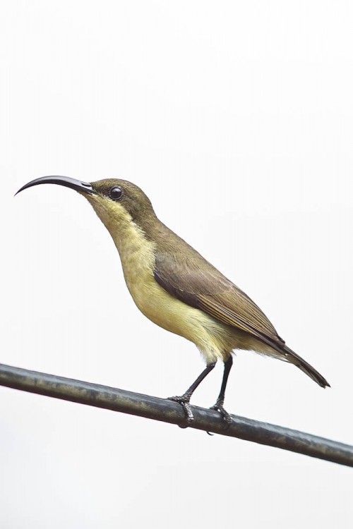 Female Loten's Sunbird