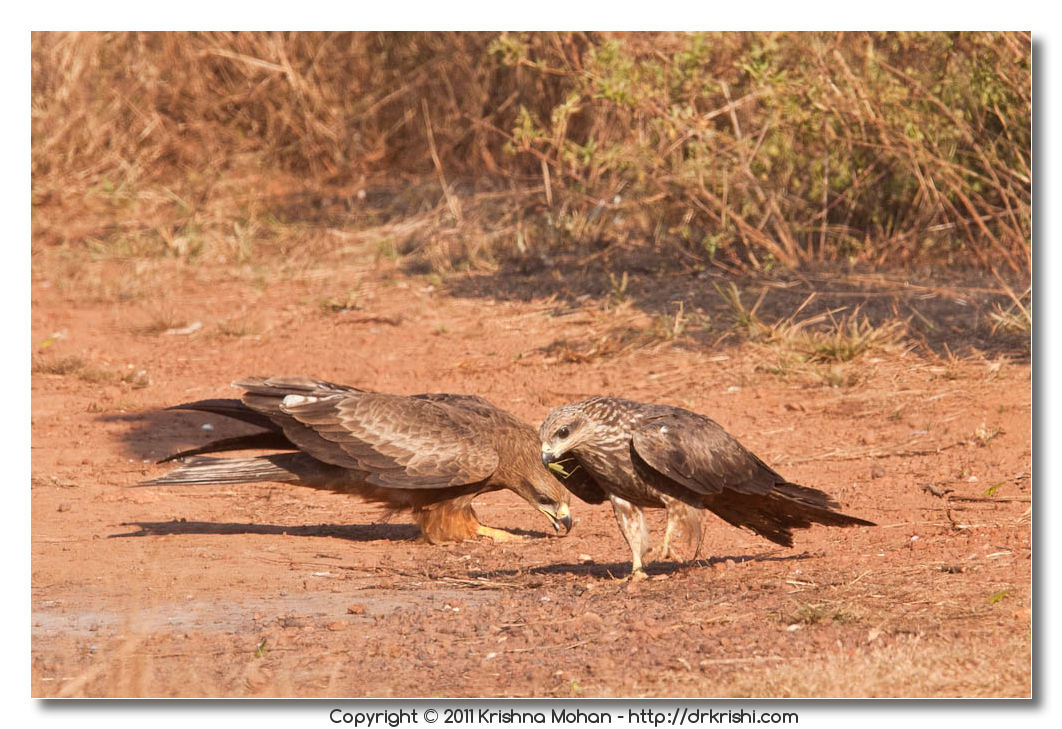 Small Indian Kites with Grasshopper