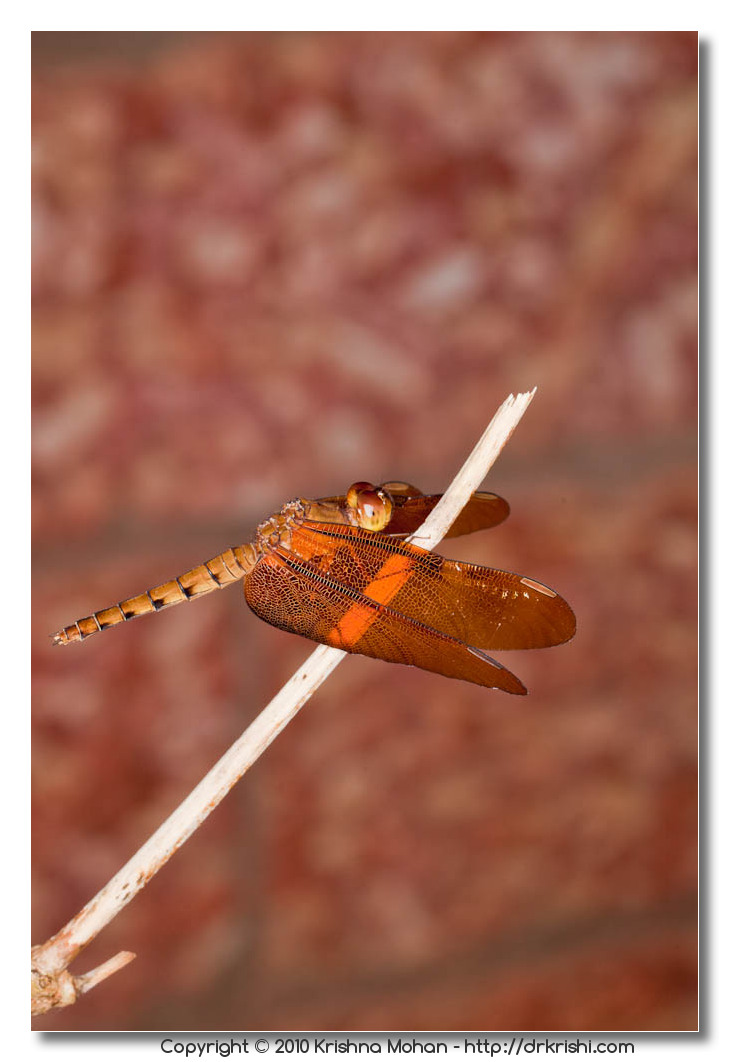 Fulvous Forest Skimmer - Female