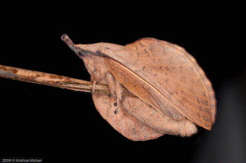 Gastropacha Species of Lappet Moth