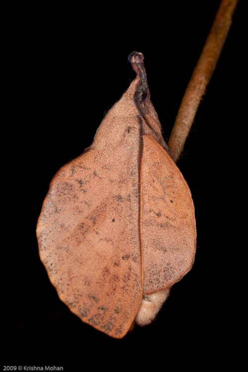 Gastropacha resting on a stick