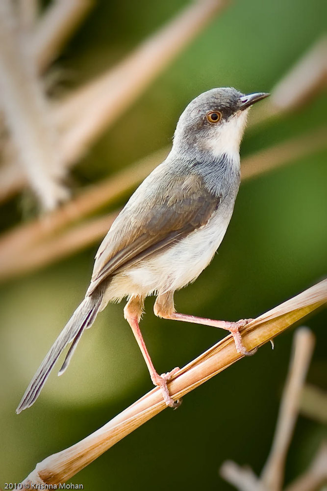 Grey-breasted Prinia