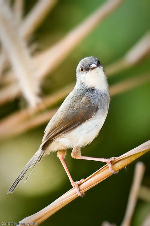 Grey-breasted Prinia