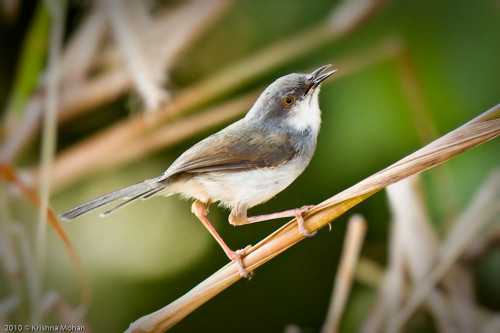 Grey-breasted Prinia