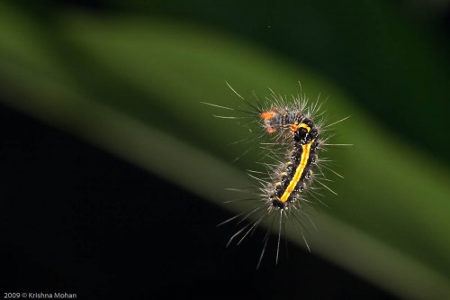 Euproctis caterpillar Hanging