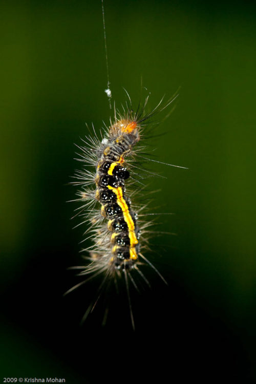 Euproctis caterpillar Hanging