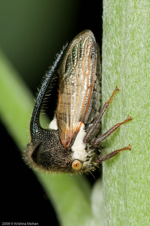 Thorn Mimic Treehopper