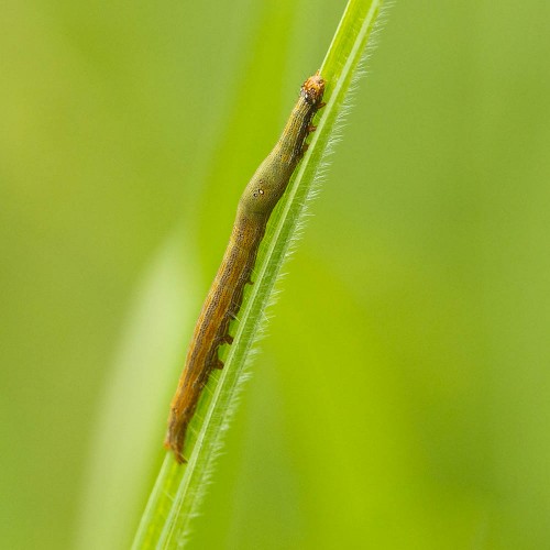 Inchworm Moth Caterpillar