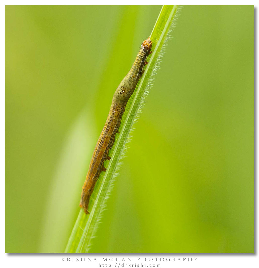 Inchworm Moth Caterpillar