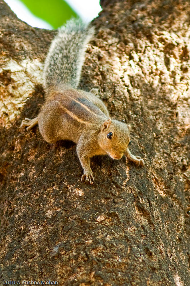 Indian Palm Squirrel