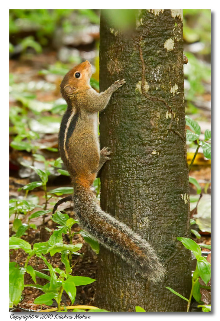 Indian Palm Squirrel