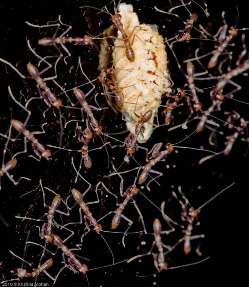 Just Hatched Mantids